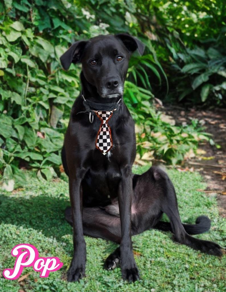 Enlarge Pop, a Adoptable mixed breed in Dalton, GA image 2/4