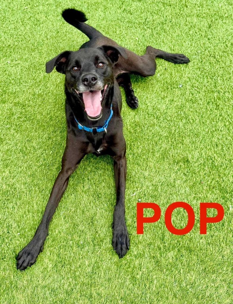 Enlarge Pop, a Adoptable mixed breed in Dalton, GA image 3/4