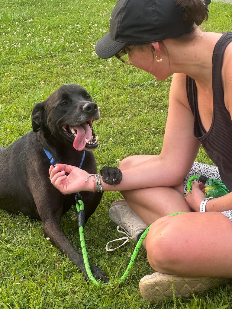 Enlarge Pop, a Adoptable mixed breed in Dalton, GA image 4/4