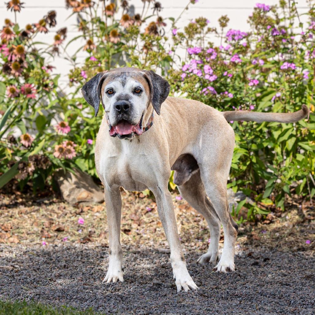 Enlarge Ruger, a Adoptable mixed breed in Council Bluffs, IA image 2/3
