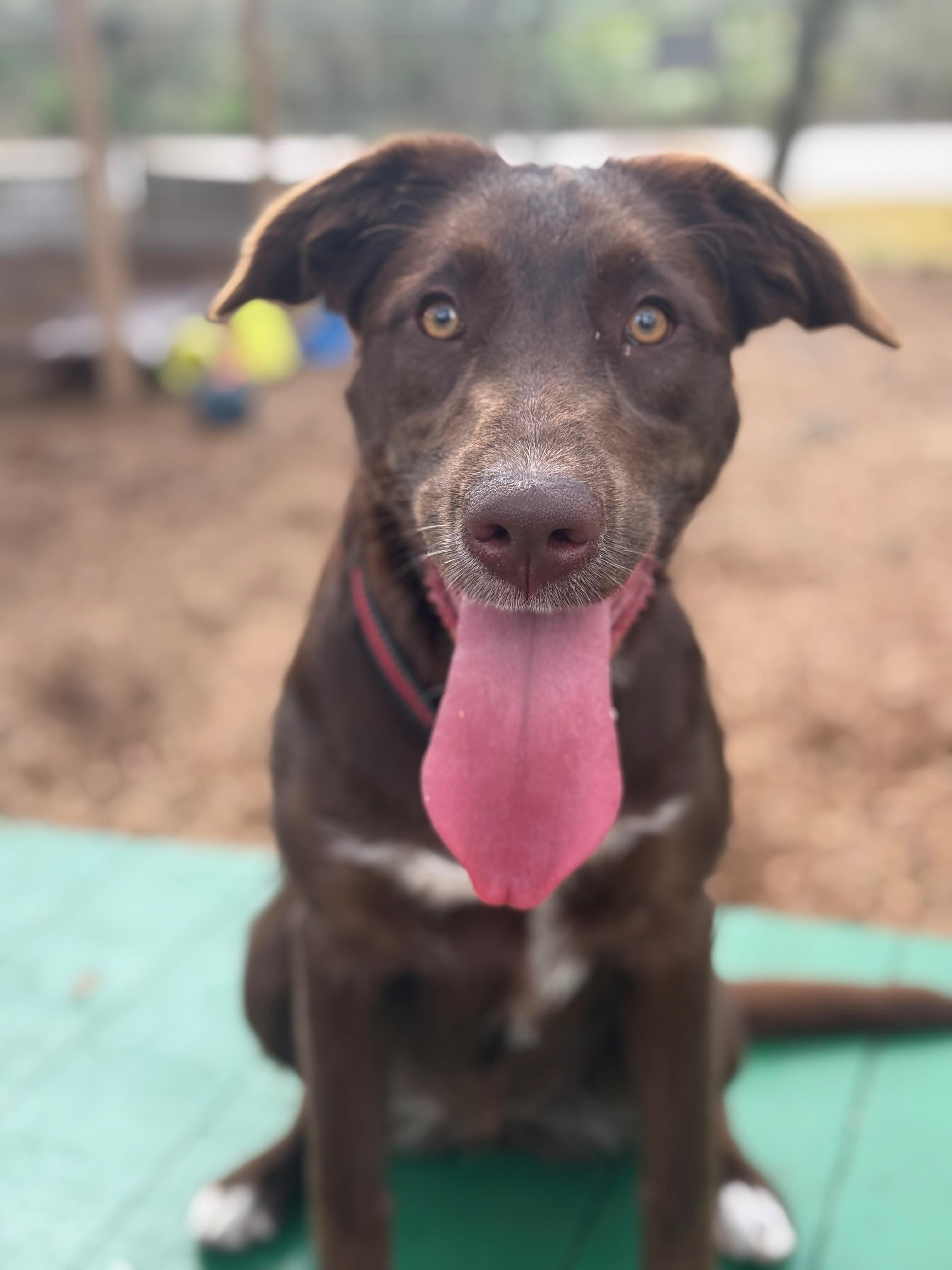 Riley, ADOPTABLE, Adult Female Labrador Retriever.