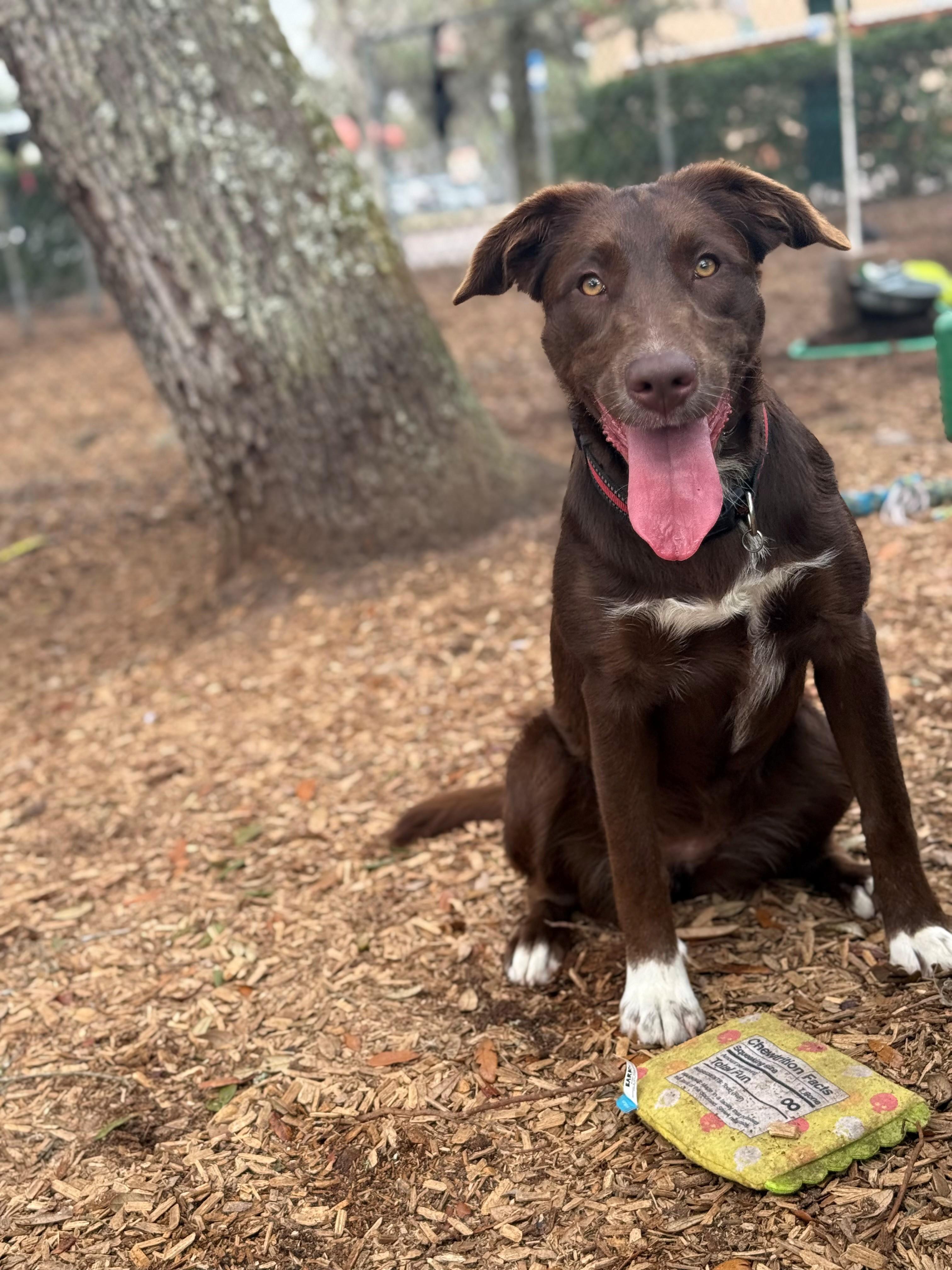 Riley, a ADOPTABLE mixed breed in St. Augustine, FL image 2/4