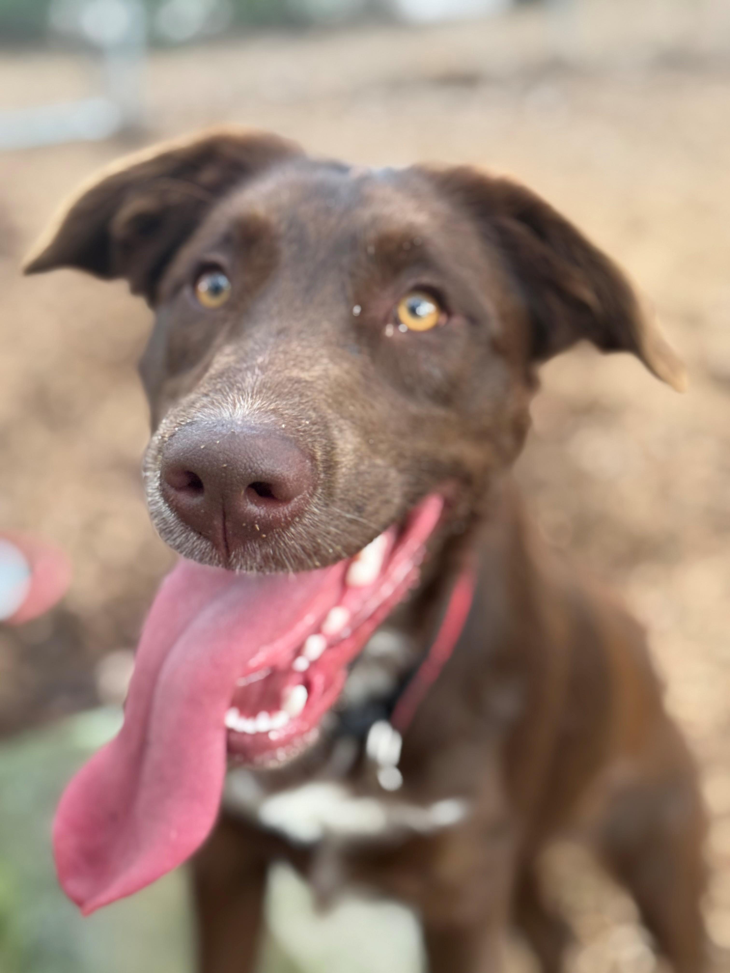 Riley, a ADOPTABLE mixed breed in St. Augustine, FL image 4/4