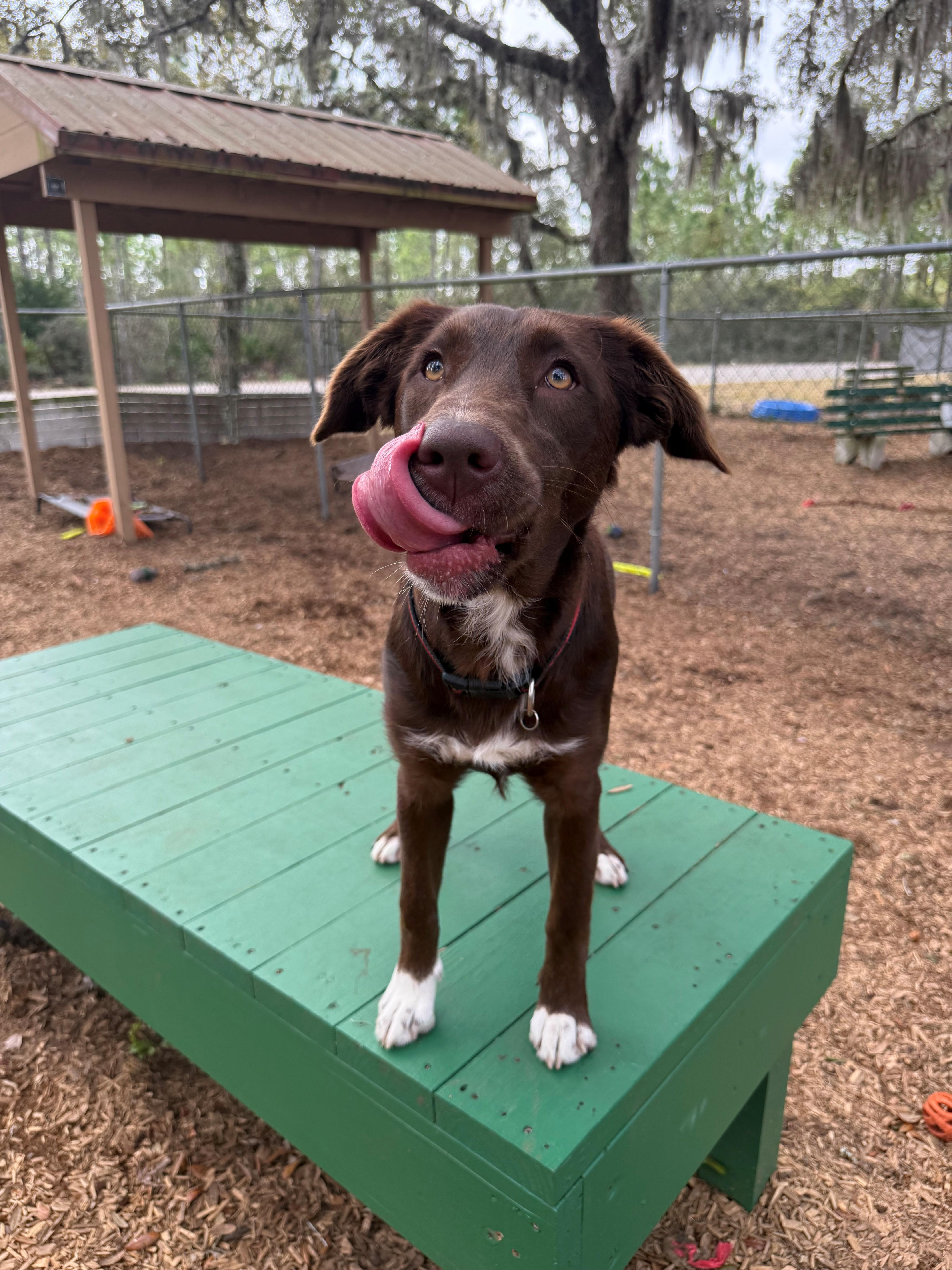 Riley, a ADOPTABLE mixed breed in St. Augustine, FL image 3/4