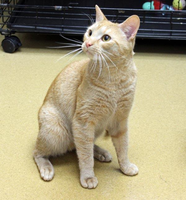 Jenga, an adopted Domestic Short Hair in Mansfield, MA image 2/4