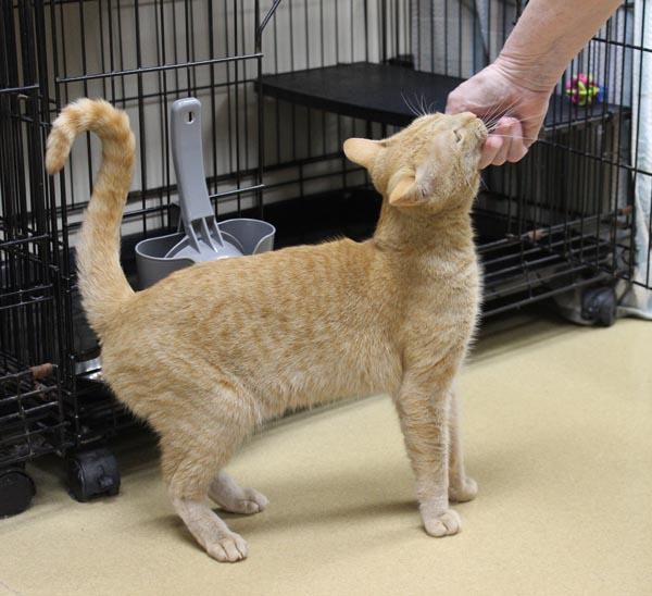 Jenga, an adopted Domestic Short Hair in Mansfield, MA image 3/4