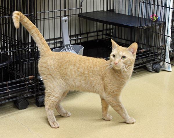 Jenga, adopted, Young Male Domestic Short Hair.