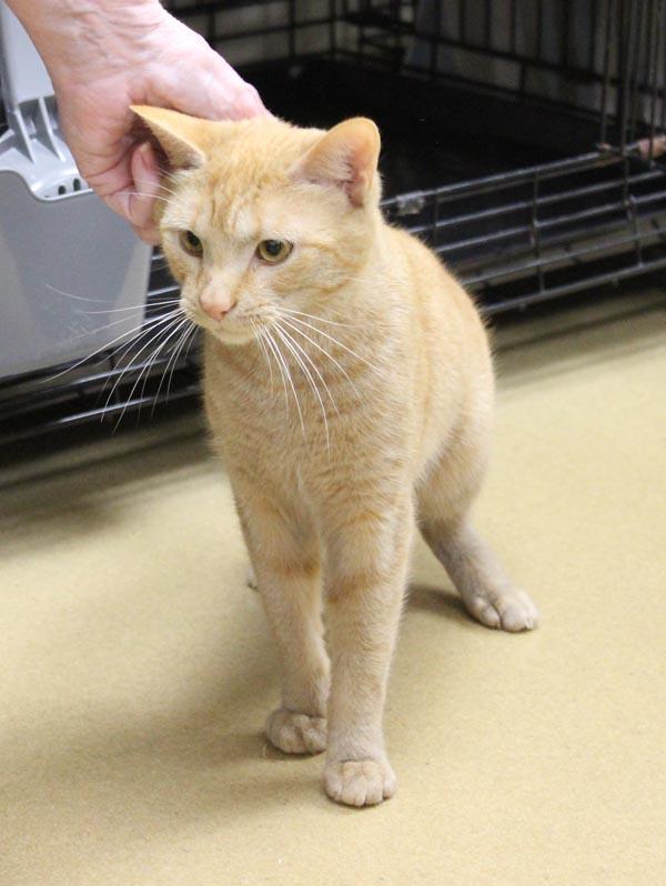 Jenga, an adopted Domestic Short Hair in Mansfield, MA image 4/4