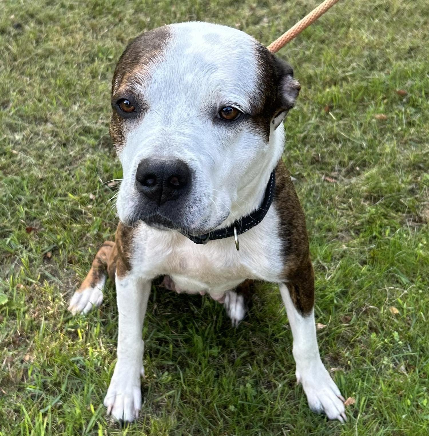 Mermaid, an adoptable Pit Bull Terrier in Traverse City, MI, 49684 | Photo Image 1