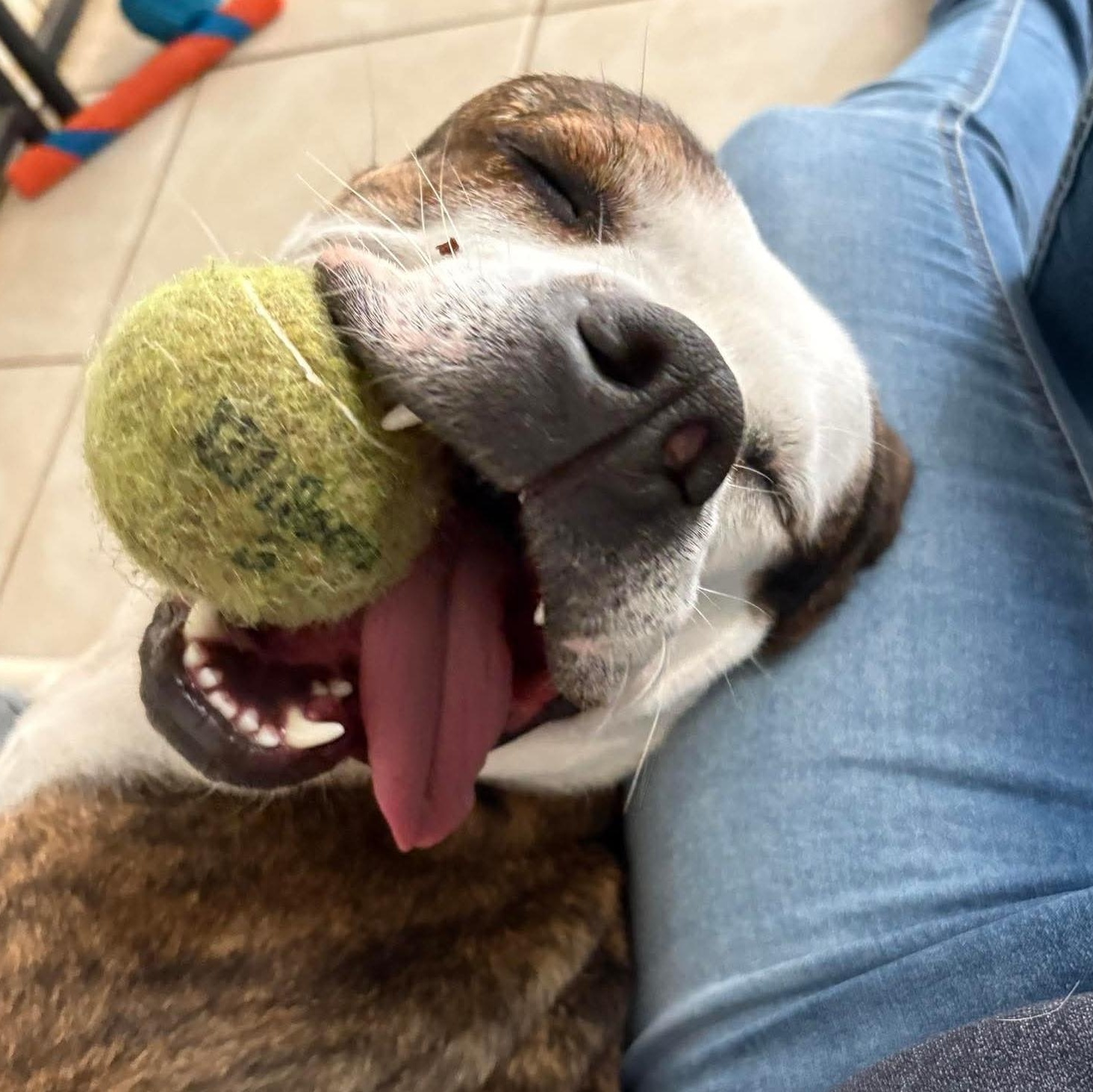 Enlarge Mermaid, a Adoptable mixed breed in Traverse City, MI image 1/2