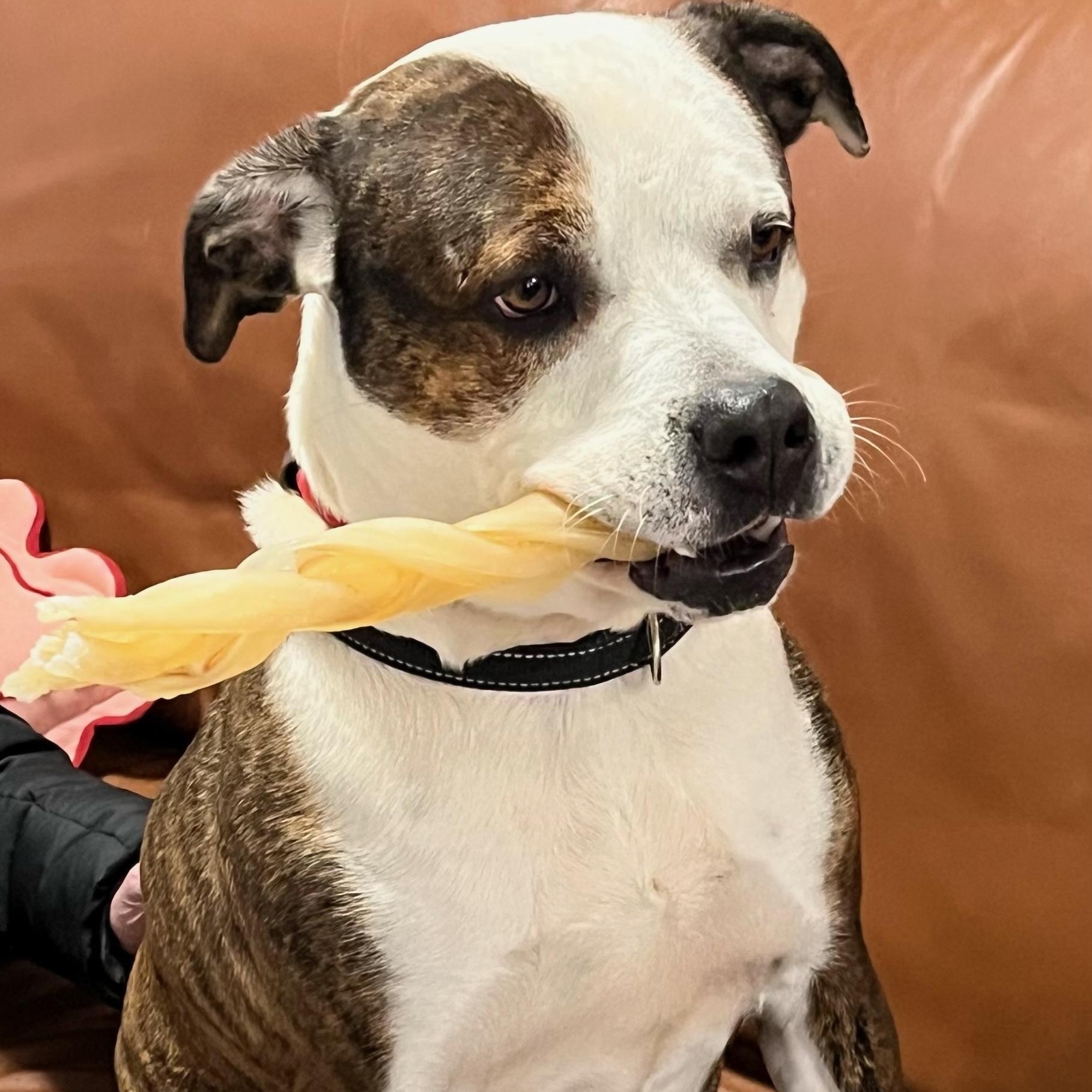 Mermaid, Adoptable, Young Female Pit Bull Terrier.