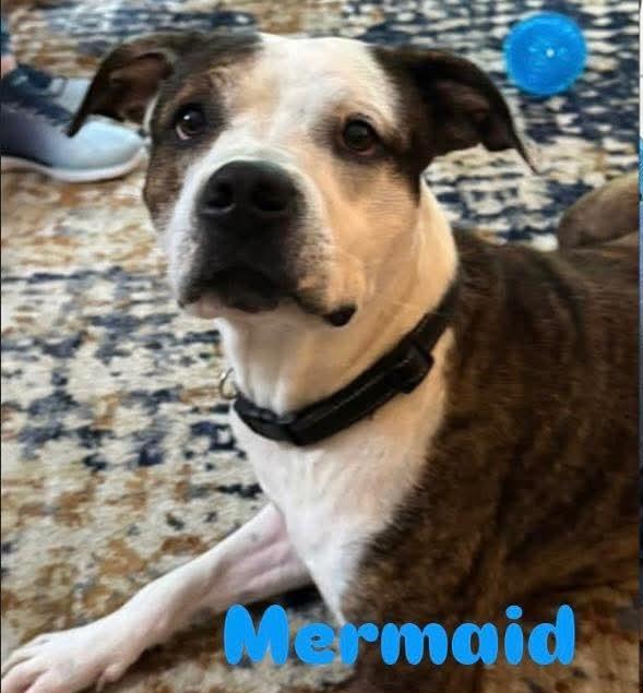 Mermaid, Adoptable, Young Female Pit Bull Terrier.