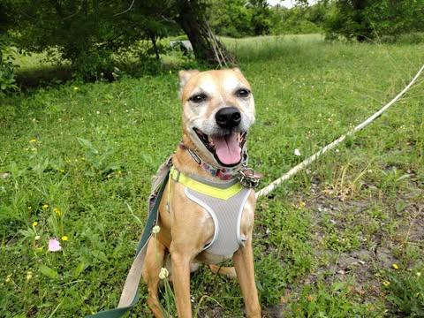 Enlarge Eve, a Adoptable Labrador Retriever in Bayonne, NJ image 5/6