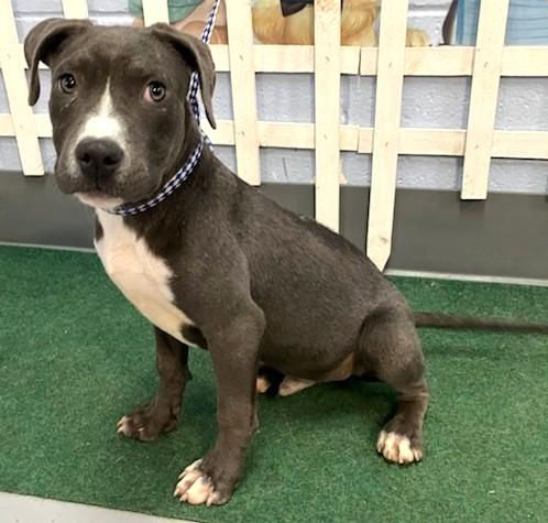 PHANTOM, Adoptable, Young Male Pit Bull Terrier & Mixed Breed.