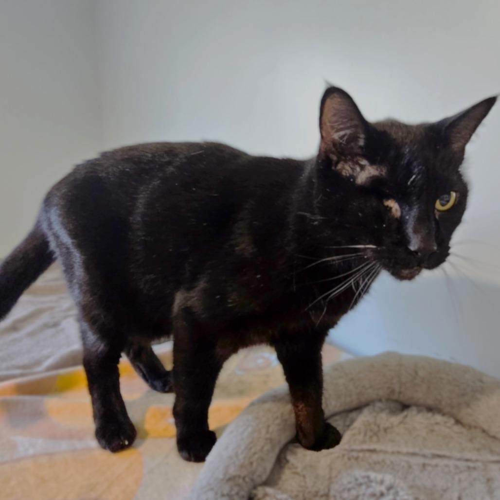 Fwank, a Adoptable Domestic Short Hair in Springfield, OR image 1/5