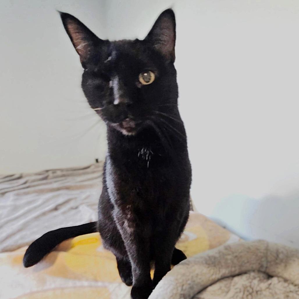 Fwank, a Adoptable Domestic Short Hair in Springfield, OR image 2/5