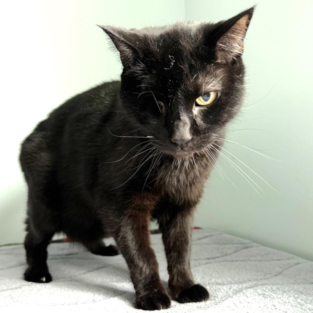 Fwank, a Adoptable Domestic Short Hair in Springfield, OR image 4/5