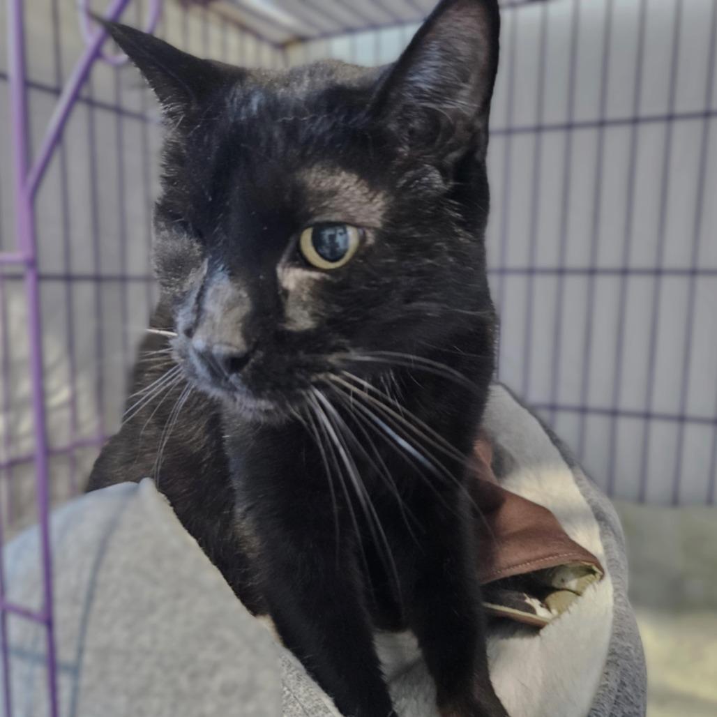 Fwank, a Adoptable Domestic Short Hair in Springfield, OR image 5/5