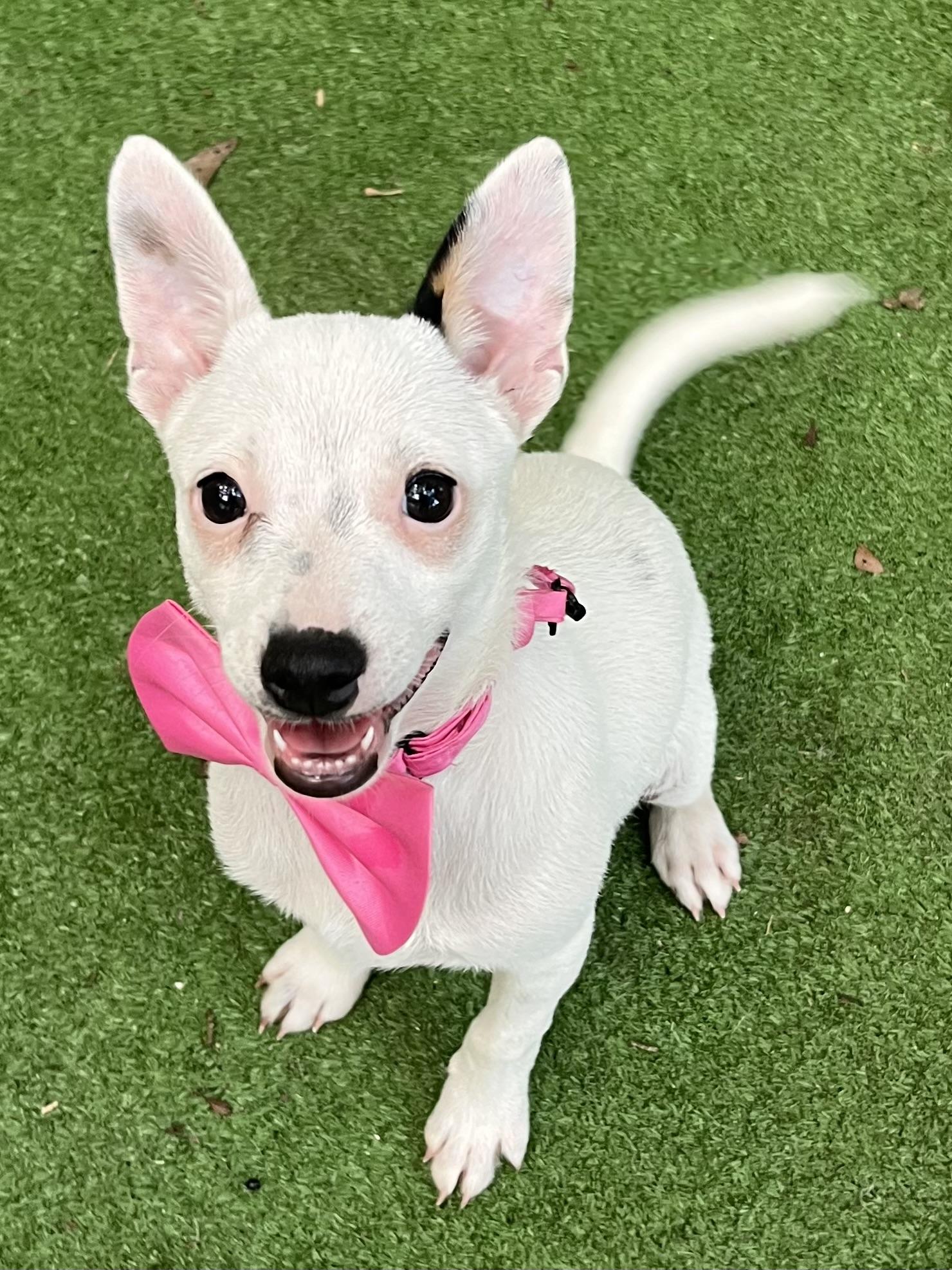 Enlarge Daisy, an adopted mixed breed in Barnwell , SC image 4/6