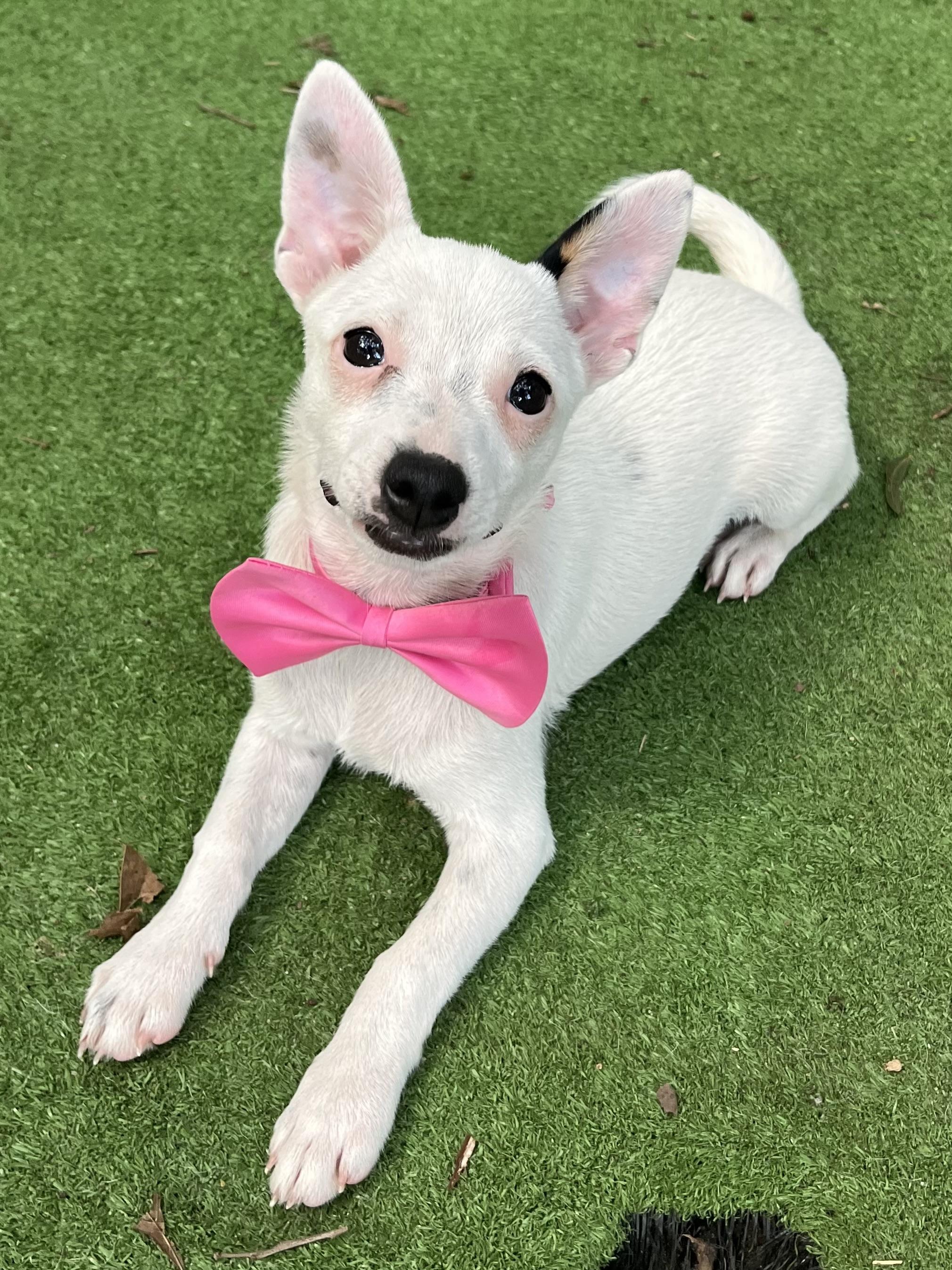 Enlarge Daisy, an adopted mixed breed in Barnwell , SC image 2/6