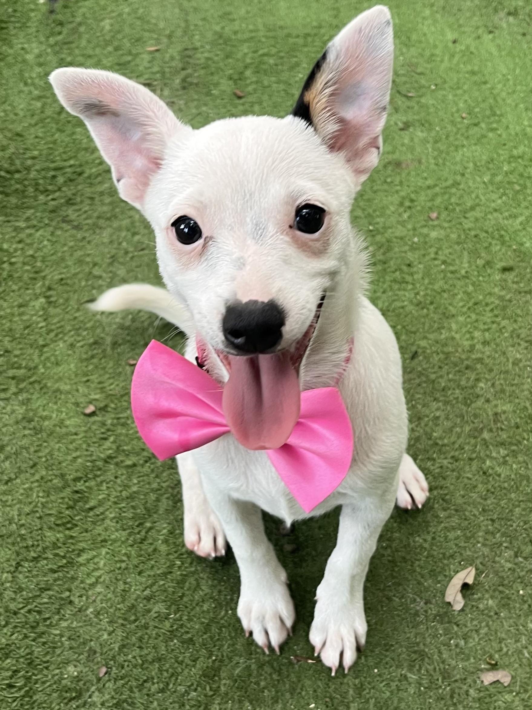 Enlarge Daisy, an adopted mixed breed in Barnwell , SC image 1/6