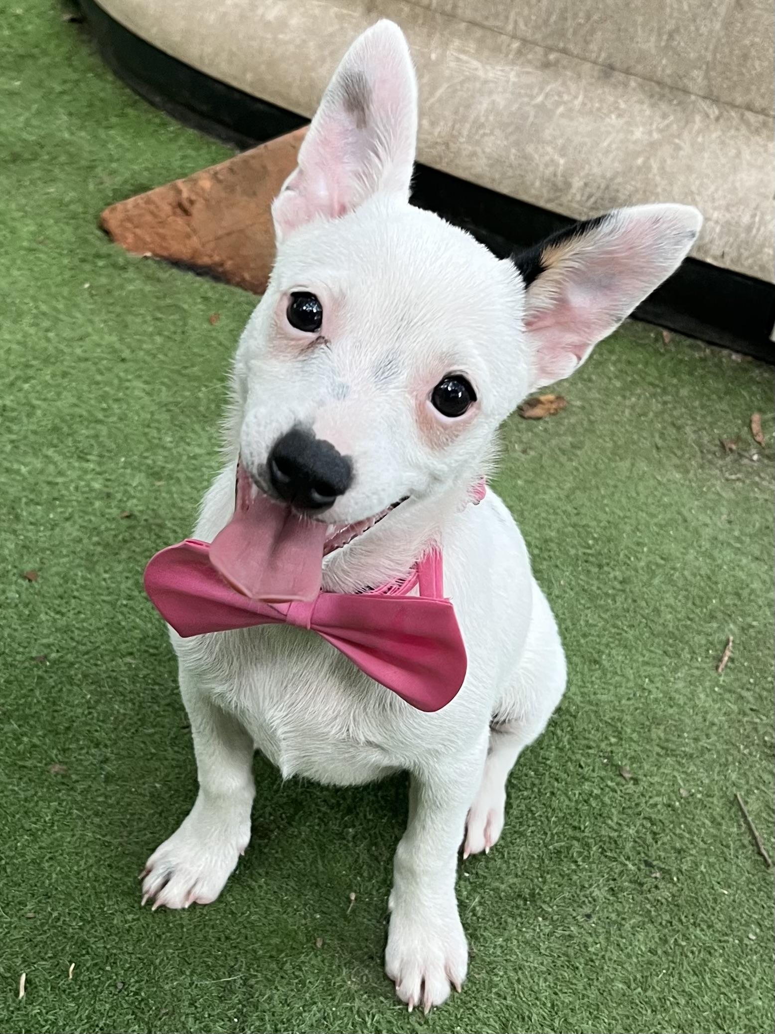 Enlarge Daisy, an adopted mixed breed in Barnwell , SC image 5/6