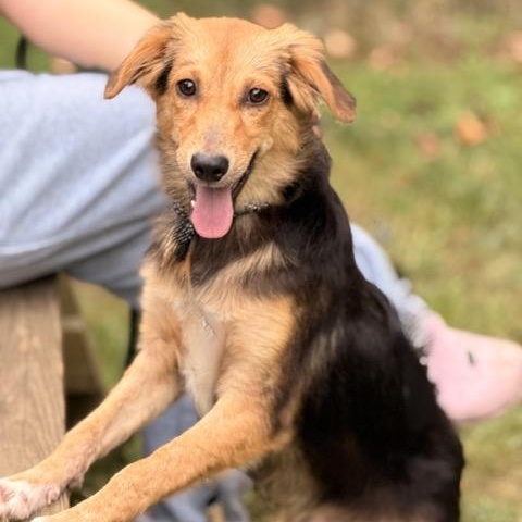 Shaggy, Adoptable, Puppy Male Beagle & Australian Shepherd.
