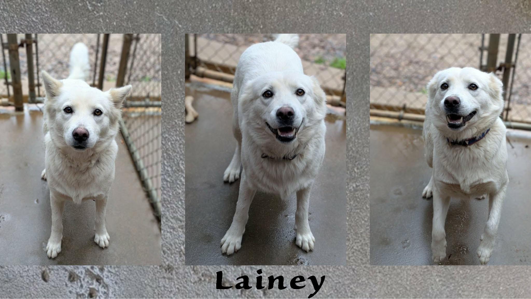 Enlarge Lainey, a ADOPTABLE mixed breed in Ozark, AL image 4/5