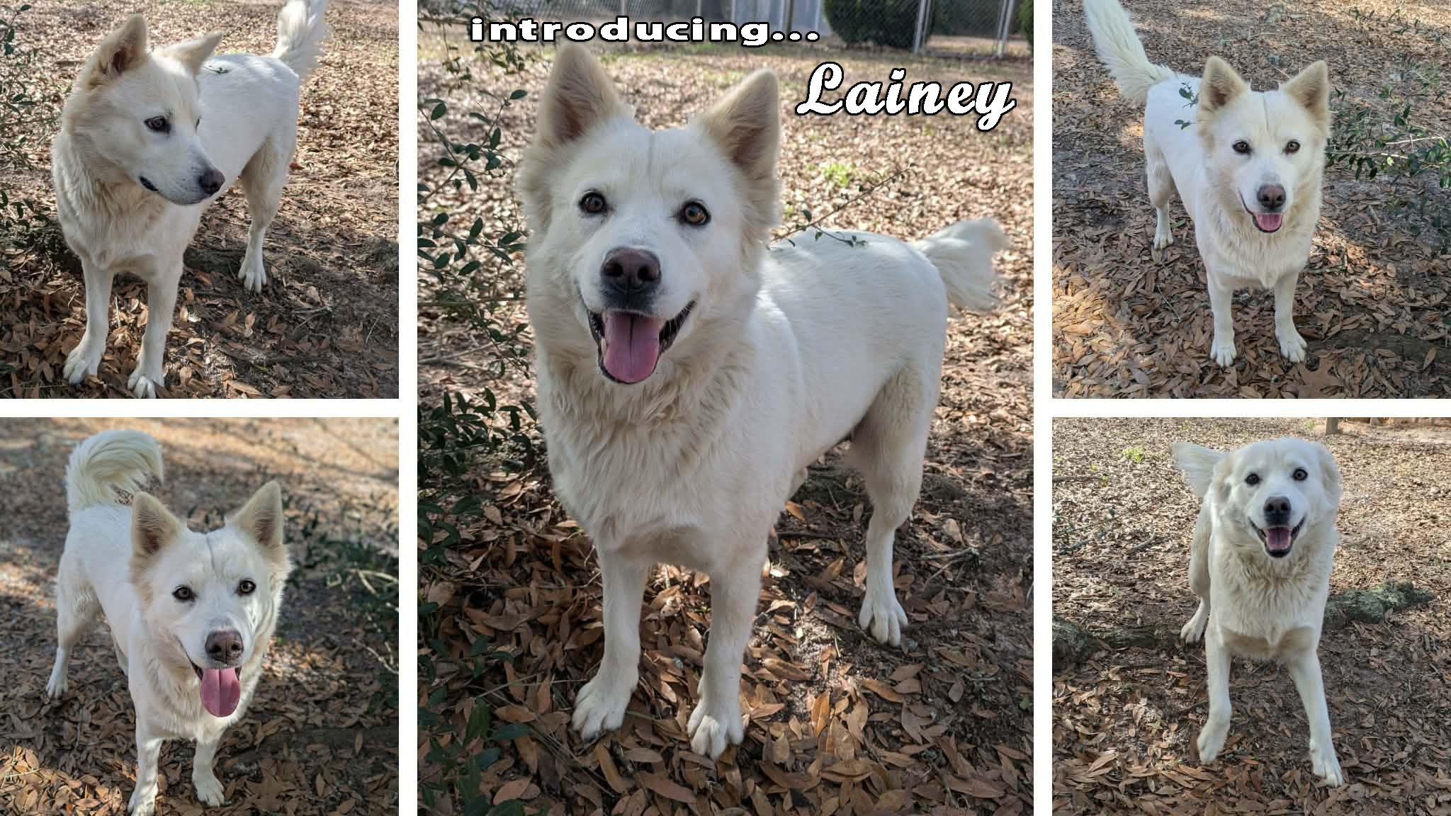 Enlarge Lainey, a ADOPTABLE mixed breed in Ozark, AL image 2/5