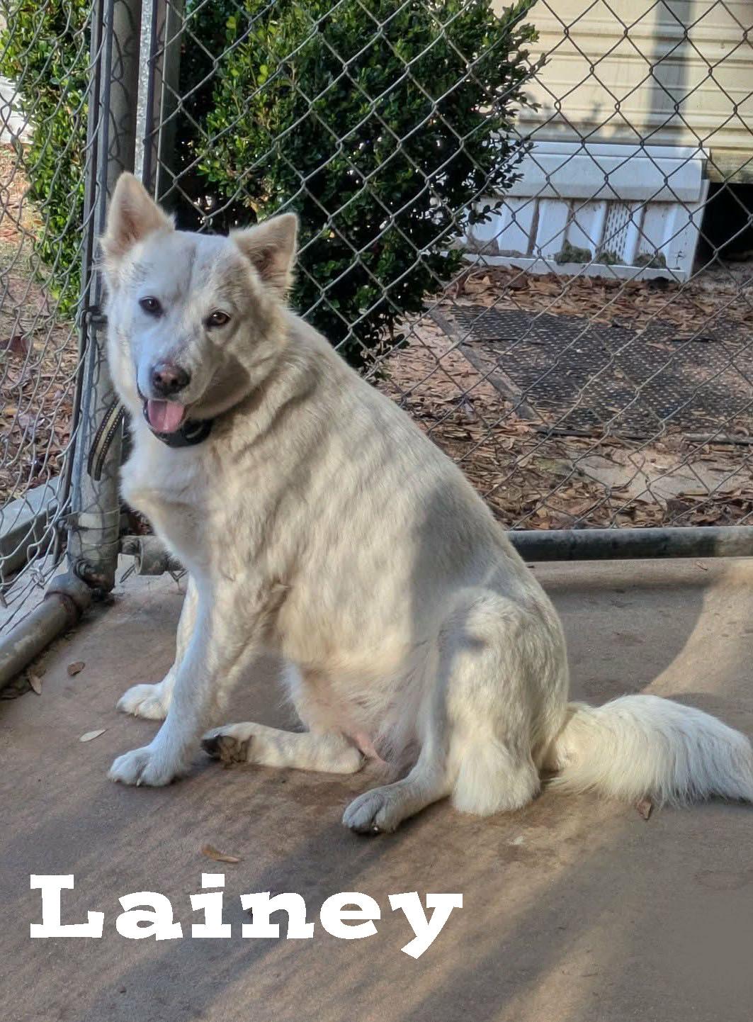 Enlarge Lainey, a ADOPTABLE mixed breed in Ozark, AL image 3/5