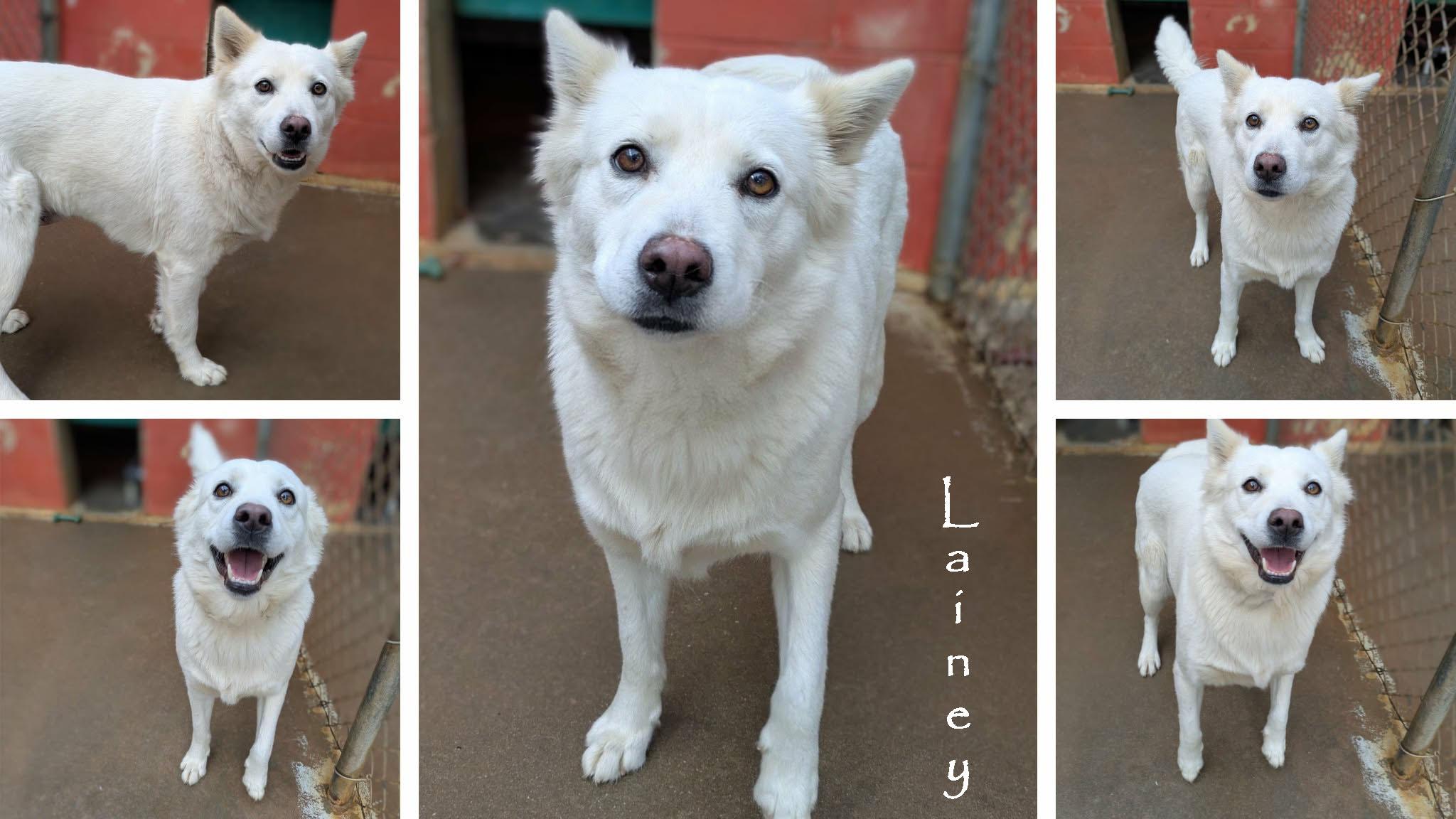 Enlarge Lainey, a ADOPTABLE mixed breed in Ozark, AL image 5/5