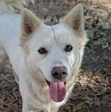 Enlarge Lainey, a ADOPTABLE mixed breed in Ozark, AL image 1/5