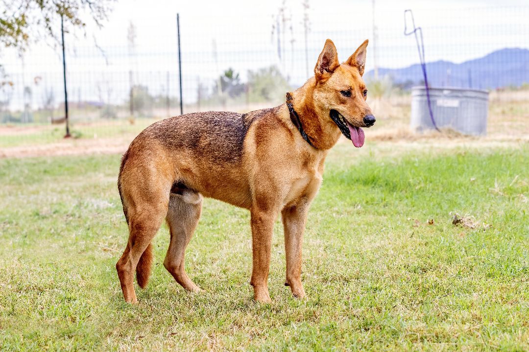 Dusty, a Adoptable mixed breed in Pearce, AZ image 2/5