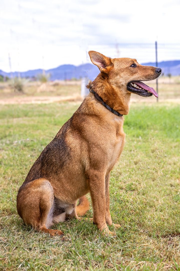 Dusty, a Adoptable mixed breed in Pearce, AZ image 3/5