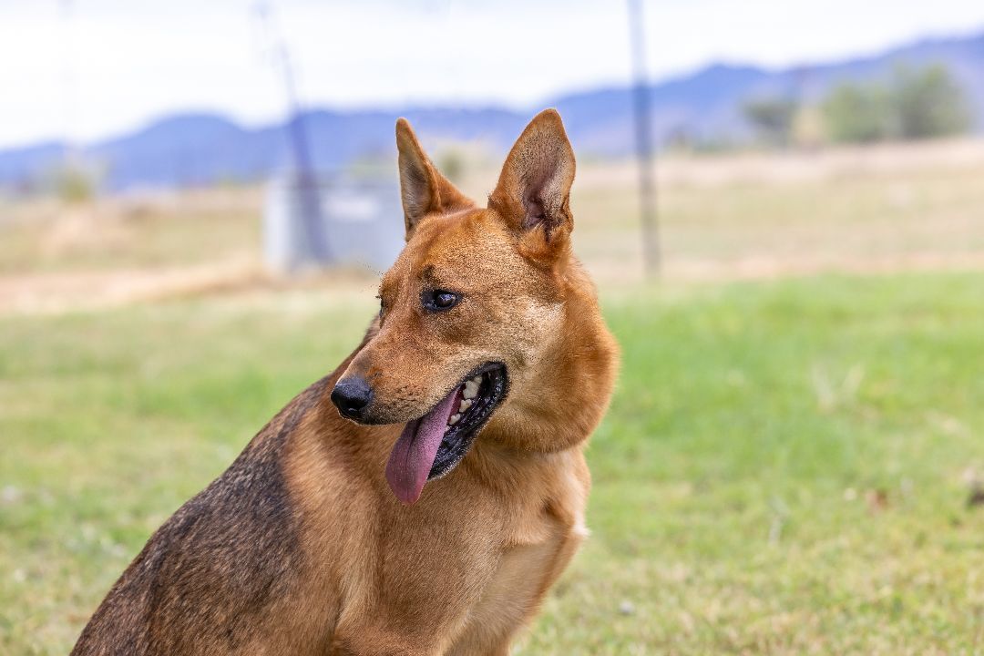 Dusty, a Adoptable mixed breed in Pearce, AZ image 5/5