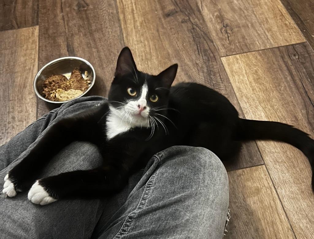 Enlarge Reaper, a Adoptable mixed breed in San Jacinto, CA image 1/1