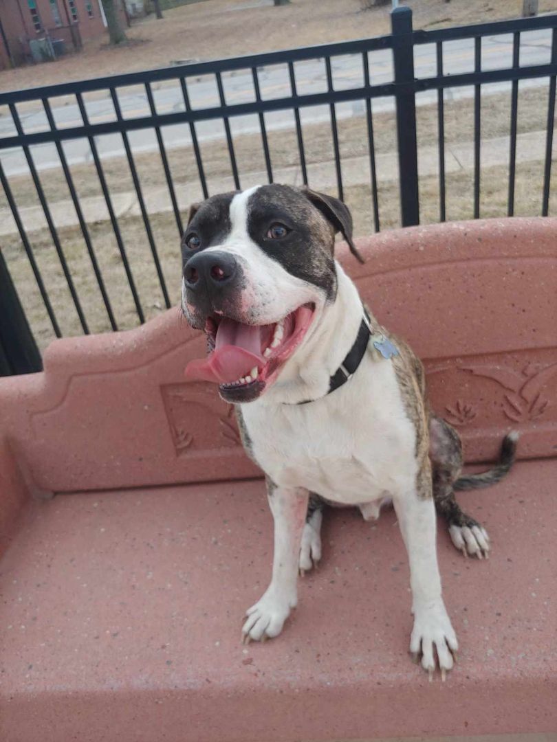 Zipper, a Adoptable American Staffordshire Terrier in Florissant, MO image 1/5