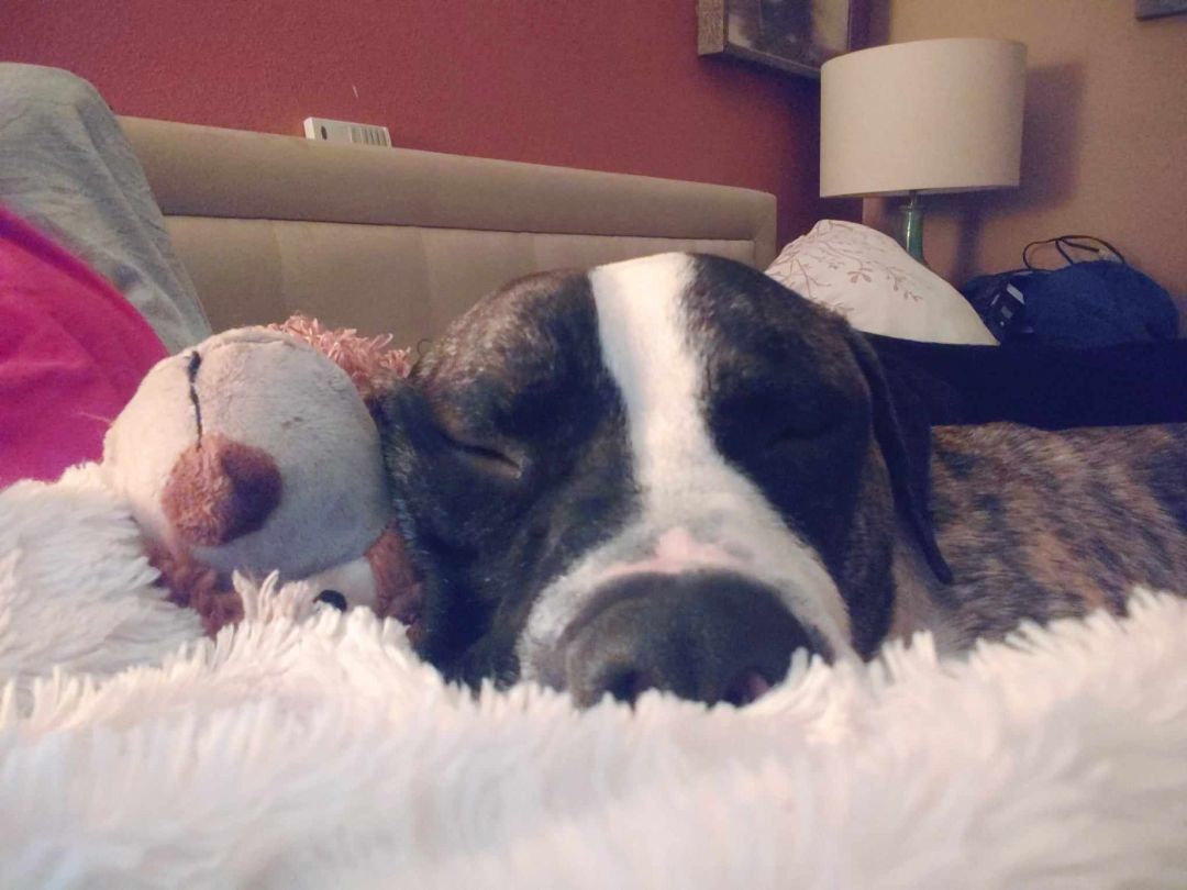 Zipper, a Adoptable American Staffordshire Terrier in Florissant, MO image 2/5