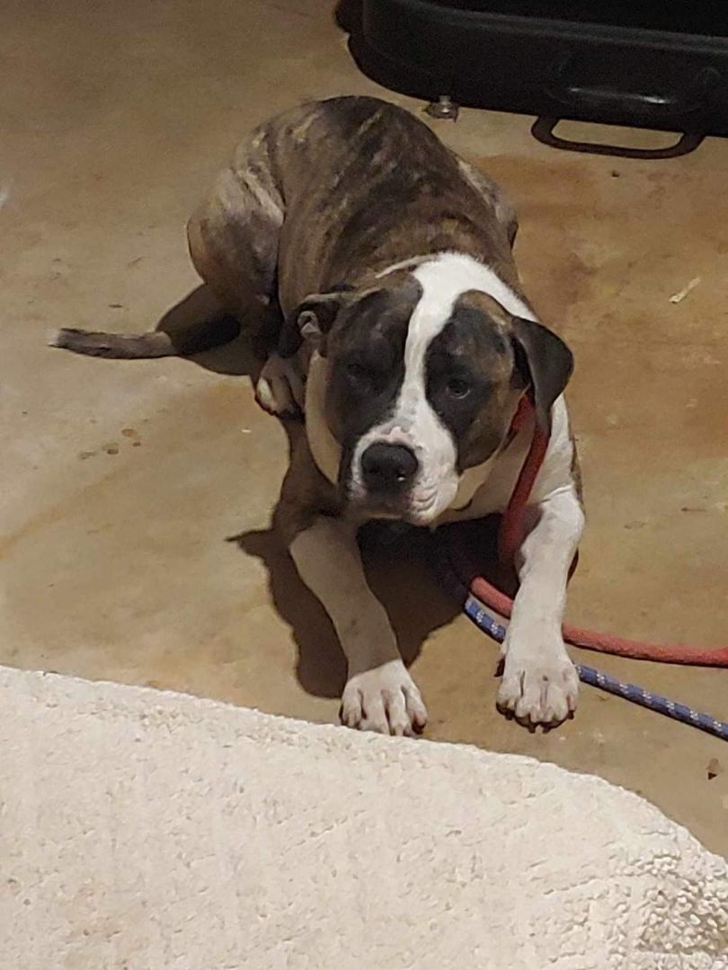 Zipper, a Adoptable American Staffordshire Terrier in Florissant, MO image 3/5