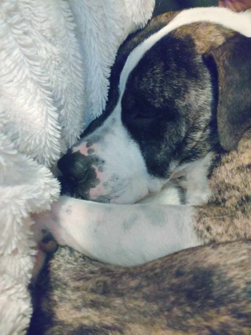 Zipper, a Adoptable American Staffordshire Terrier in Florissant, MO image 4/5