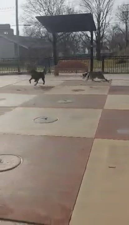 Enlarge Zipper, a Adoptable American Staffordshire Terrier in Florissant, MO video 5/5