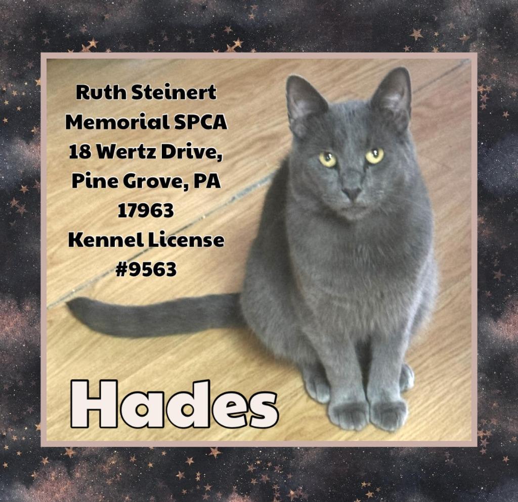 Hades, Adoptable, Adult Male Domestic Medium Hair.