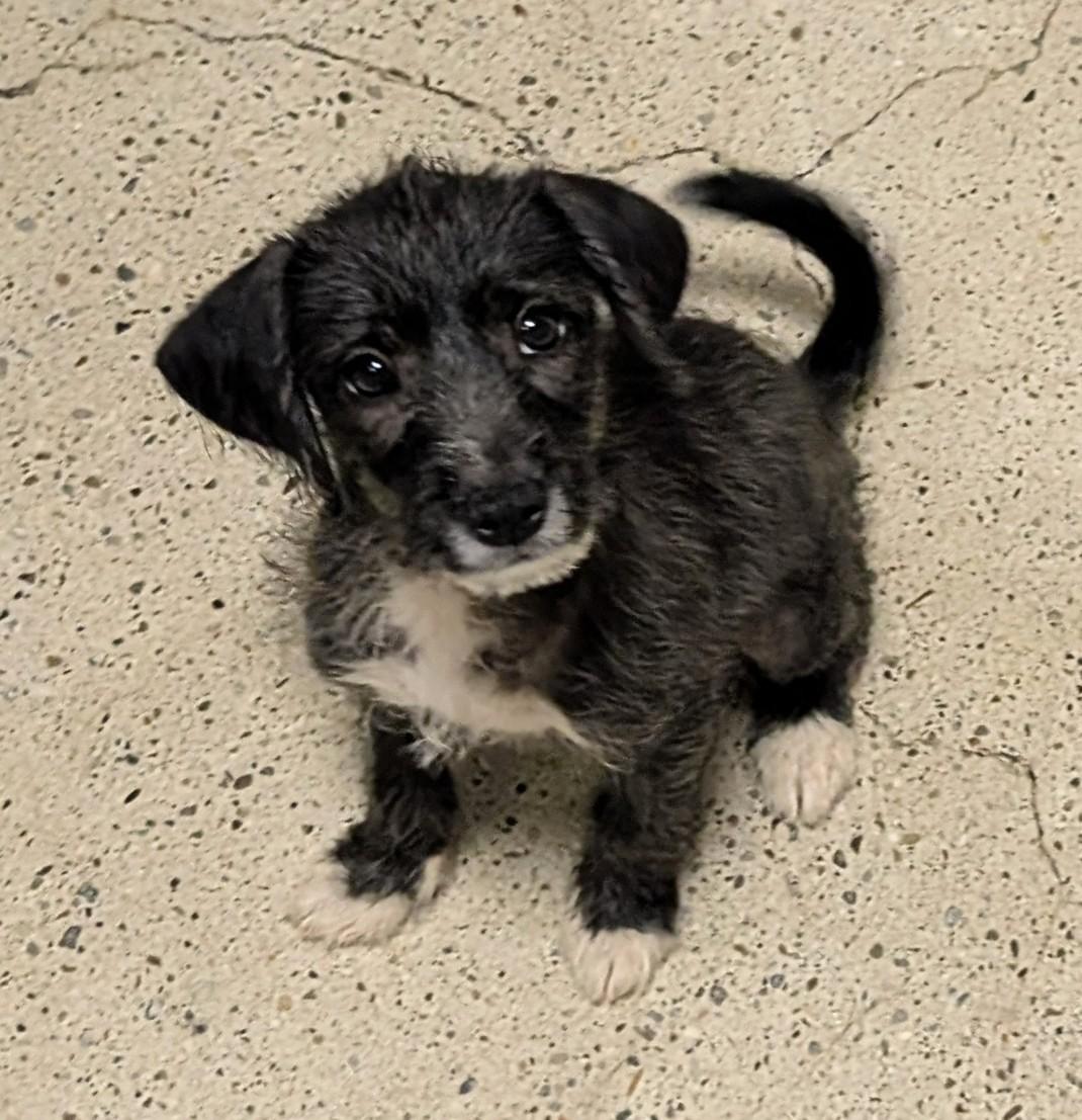 Aston Martin, ADOPTABLE, Puppy Male Terrier.