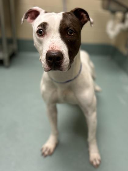 Urkel, Adoptable, Adult Male American Staffordshire Terrier & Mixed Breed.