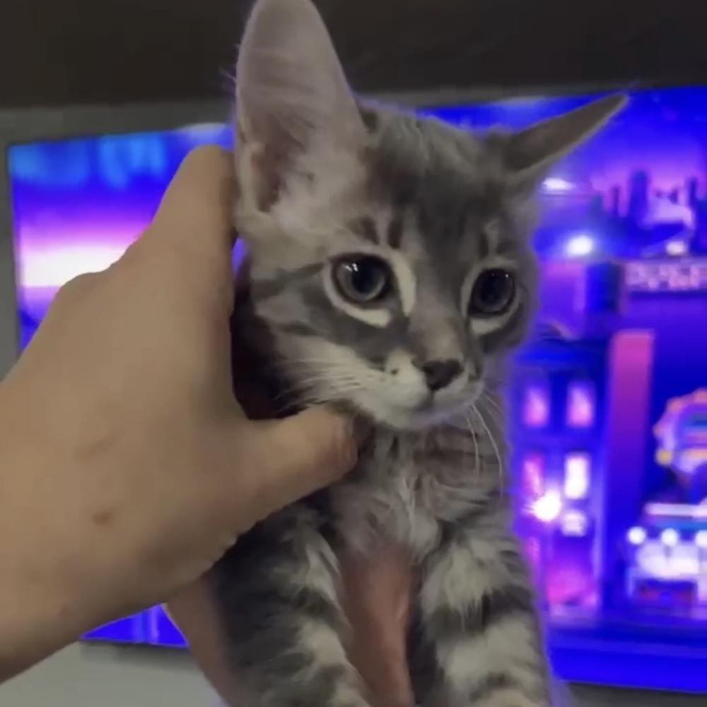 Gwen, Adoptable, Kitten Female Tabby.