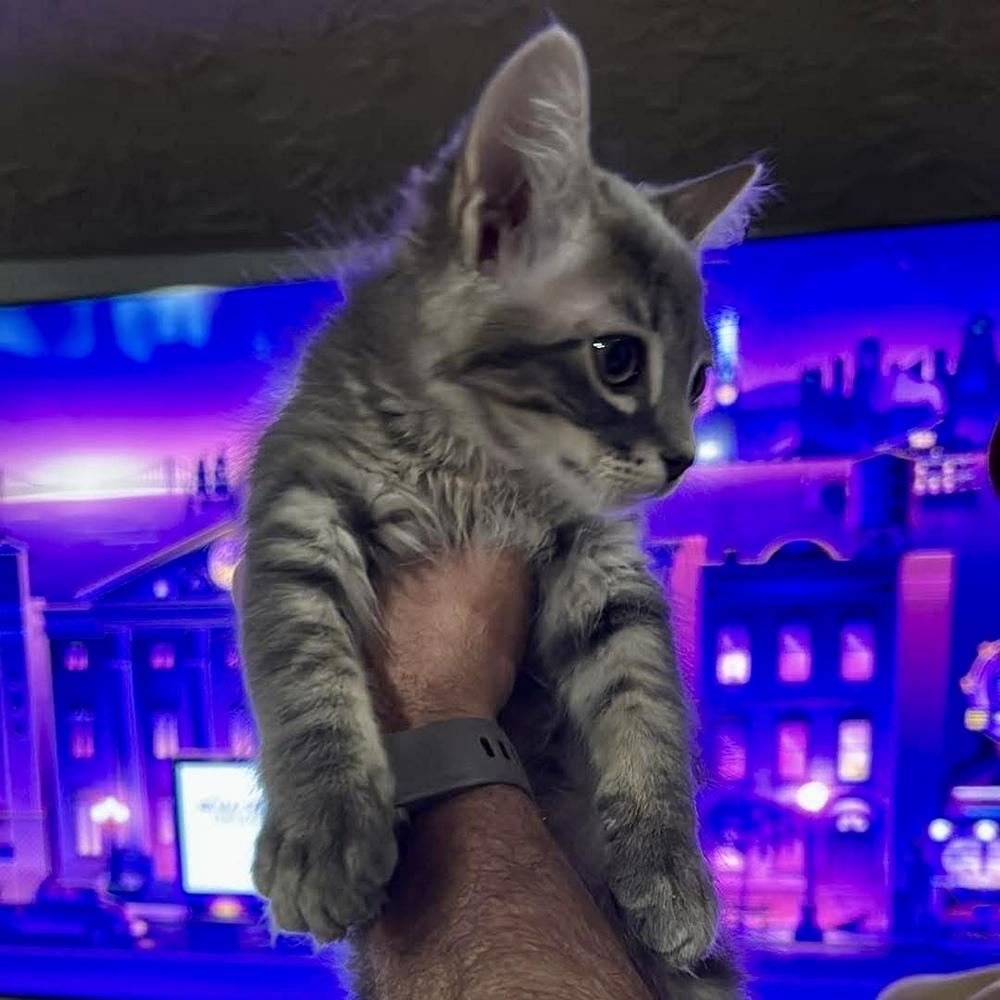 Enlarge Gwen, a Adoptable Tabby in Clovis, NM image 2/2