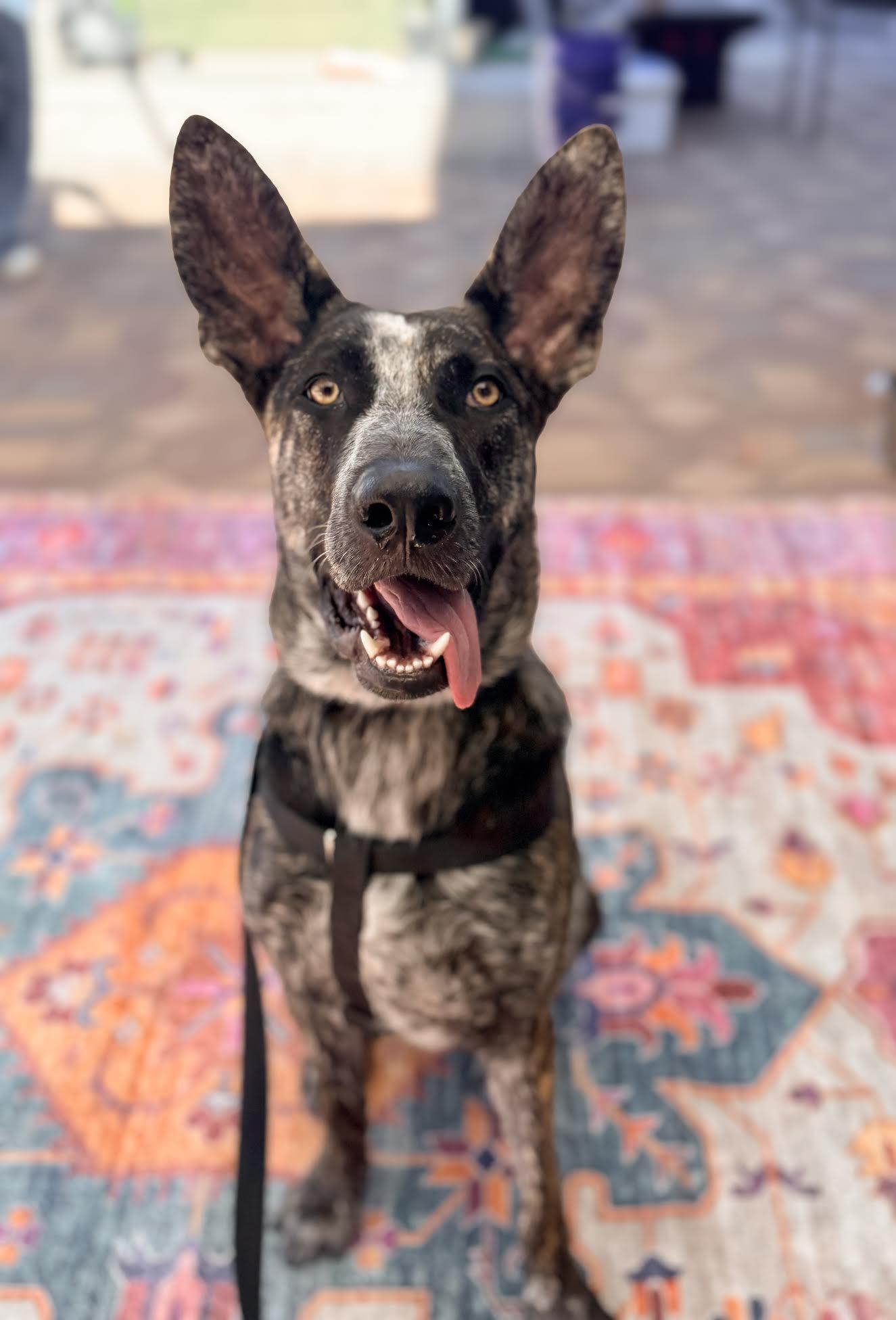 Baby, Adoptable, Puppy Male Bluetick Coonhound.