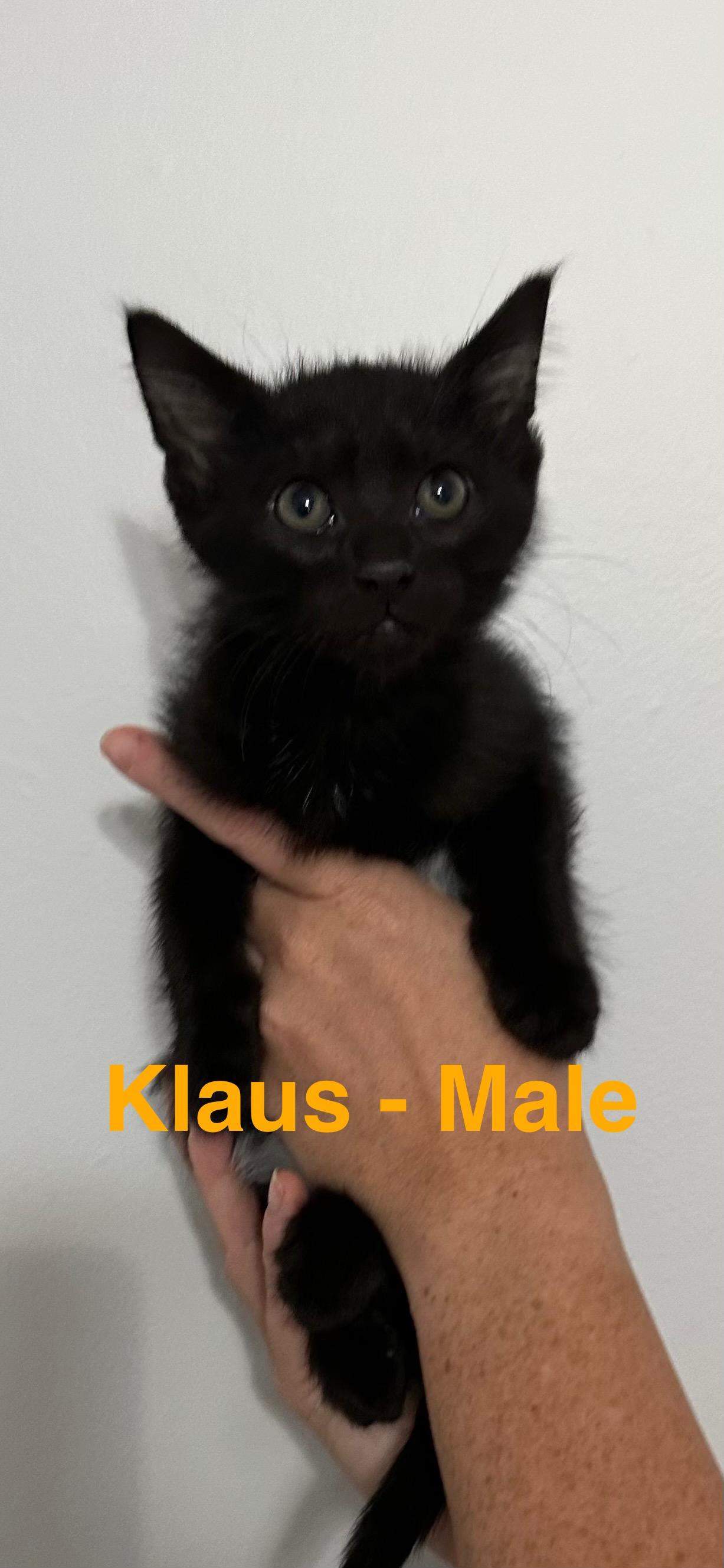 Klaus, Baby Male Domestic Medium Hair
