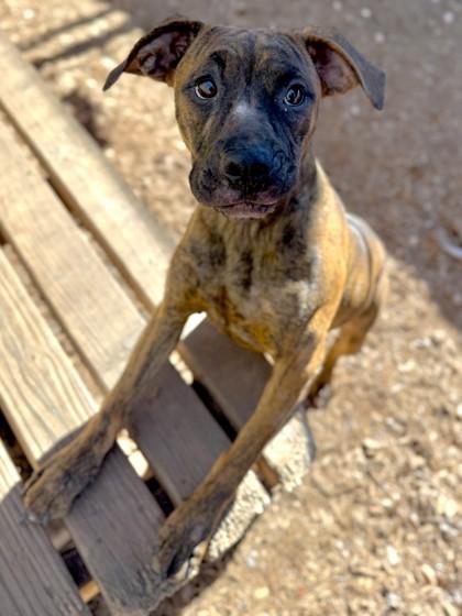 Cindy Lou, Adoptable, Puppy Female Boxer & Mixed Breed.