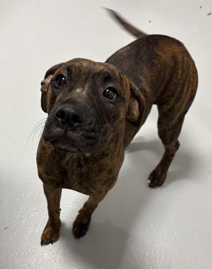 Cindy Lou, a Adoptable mixed breed in Cumming, GA image 2/3